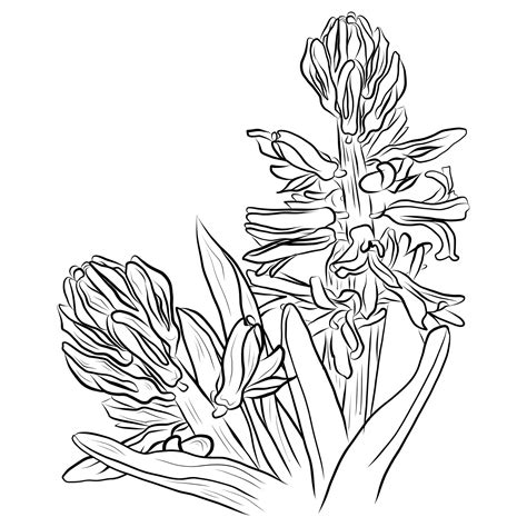 Hyacinth vector drawing for design | Premium Vector