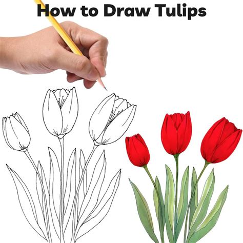 Tulip Drawings Tulips Drawing Images – Browse 835,049 Stock Photos,