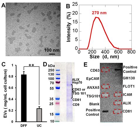 Preparation of Nanoparticle-Loaded Extracellular Vesicles Using Direct ...