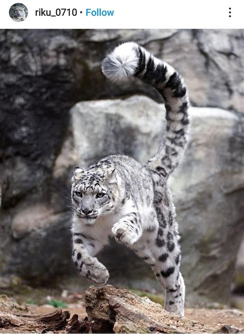 Snow Leopard Tail: Size and Floofiness