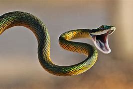 serpents 的图像结果