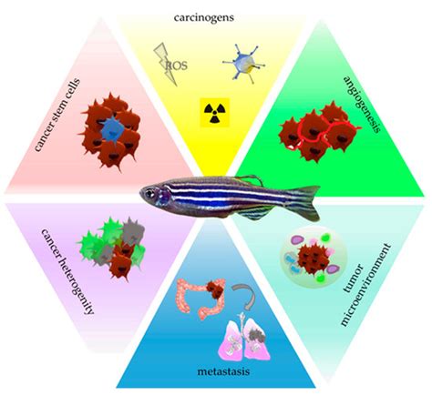 Zebrafish—An Optimal Model in Experimental Oncology