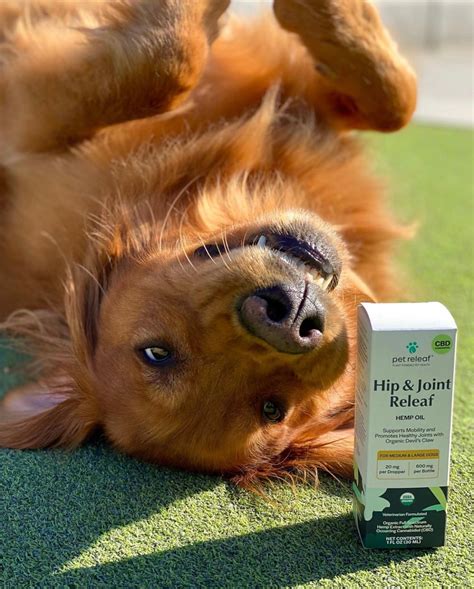 Golden Retriever Life Expectancy and Health Issues - Pet Releaf