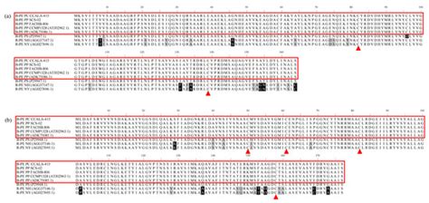 Comparison of Production and Fluorescence Characteristics of ...