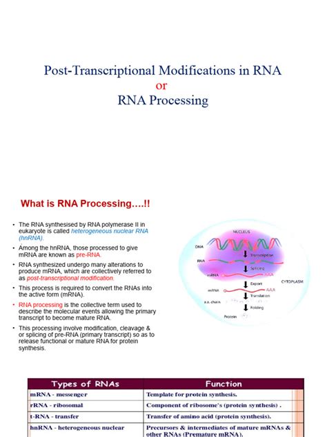 RNA Processing Steps 的图像结果