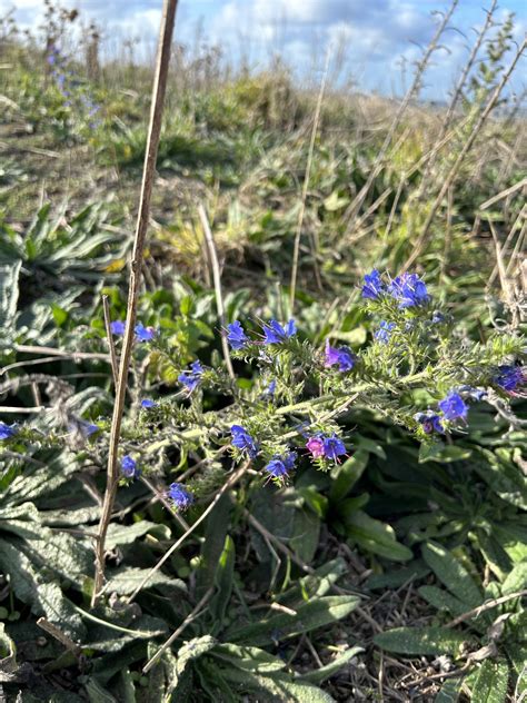 Gardens of France: Seaside Plants of St. Malo - Dyck Arboretum