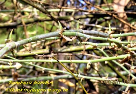 Medicinal Plant Details