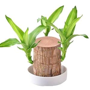 Compact Brazilian Wood Indoor Plant | Real Living Plant for Bookshelves ...