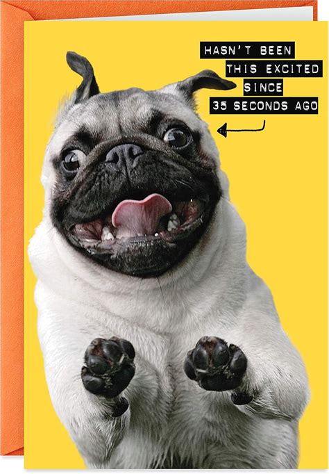 Hallmark Shoebox Funny Birthday Card Excited Pug India | Ubuy