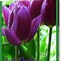 Image result for Purple Easter Flowers