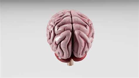 Image result for Brain Machine Learning Vector