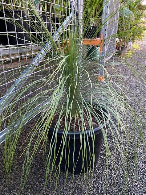 Xanthorrhoea glauca | Plant profile