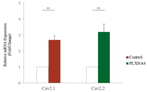 PLXNA4 Gene | Encyclopedia MDPI