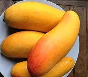 Kisan Nursery Banana Mango Fruit All time Variety Grafted Healthy ...