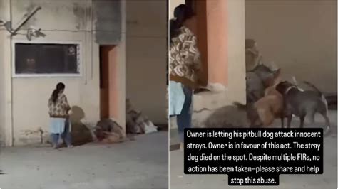 Aurangabad: Pitbull Ferociously Attacks Lactating Mother Stray Dog In ...