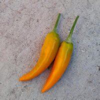 Chili Pepper 'Gorria / Espelette' (Capsicum annuum) seeds