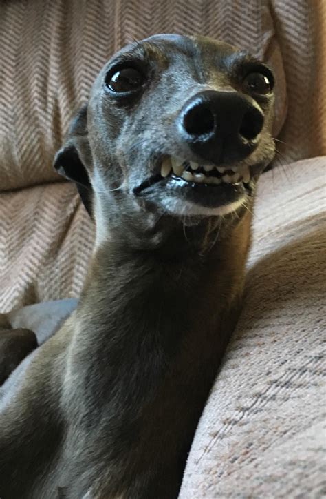 Long Neck Dog Memes Mood Husky Dog Meme Howling T Shirt | Tostadora