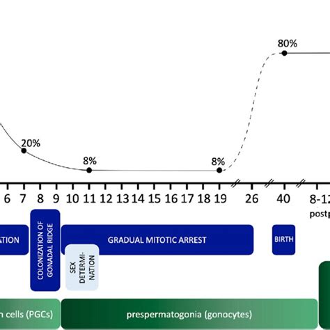Image result for Germ Cell Development