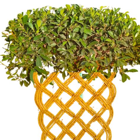 Netted Ficus Tree (Grided Ficus) "4 Layer" - Plant – Lalit Enterprise