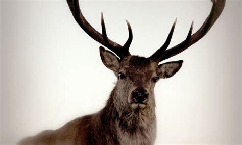 Are Deer Dangerous? - Explore the Best Outdoor Gear, Animal Guides, and ...