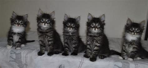 Katzen Kleinanzeigen | Katzen Annoncen | Katzen Inserate | Katzen ...