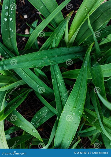 Beautiful Grass Background Covered with Morning Dew . Suitable for ...