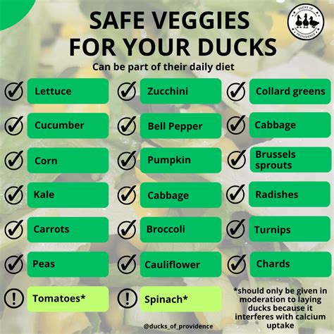 What do Pet Ducks Eat? A Guide to a Healthy and Nutritious Pet Duck Diet