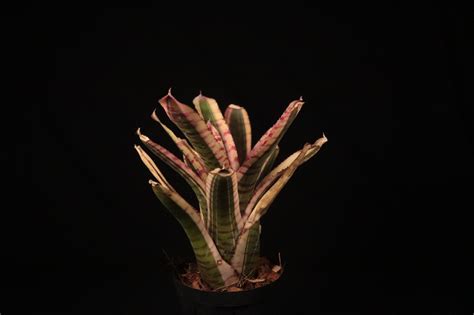 【送料無料】Neoregelia 'Skotac Hybrid'〔ネオレゲリア〕現品発送N0366 | plane plants