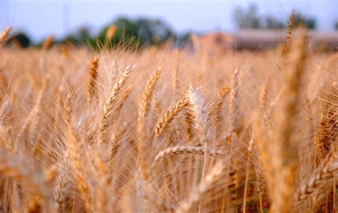 BCS - Mowers, Two-wheel tractors, Haymaking, Tractors.
