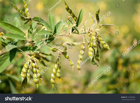 3,276 Pigeon Pea Plant Images, Stock Photos, 3D objects, & Vectors ...