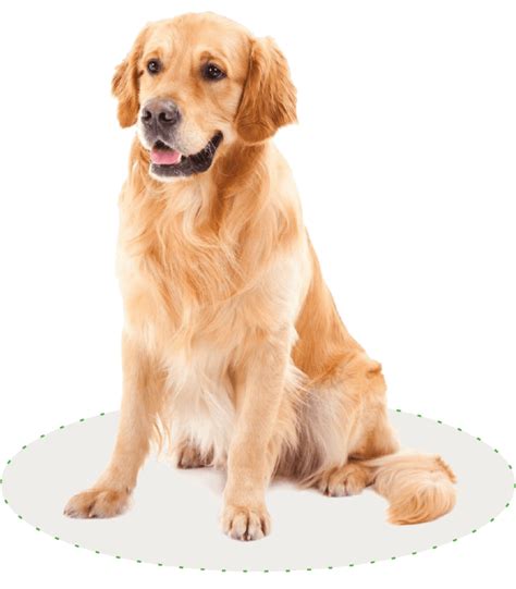 Robot Amico, Il tagliaerba più amato dagli animali