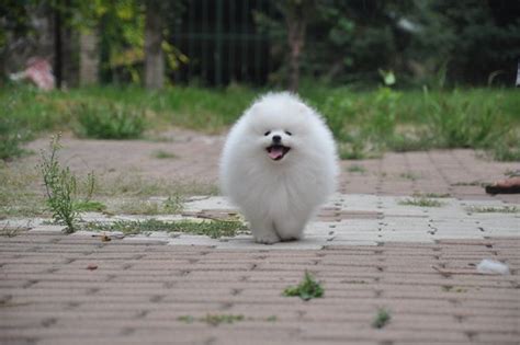 杭州博美多少钱 纯种博美 球体博美 白色博美价格 幼犬 幼崽博美-宠物送养区-杭州19楼