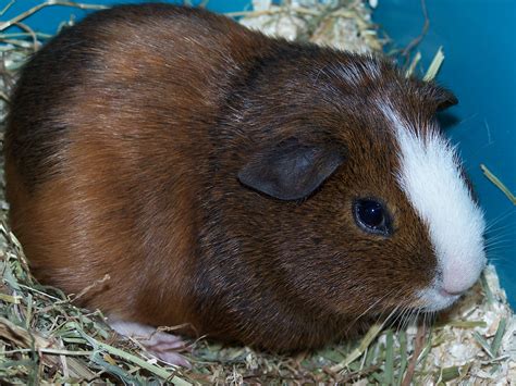 Guinea Pigs | Welcome To Your Pet Space!