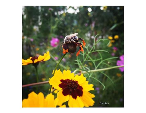Frederick County Master Gardener: Pollinator Garden Basics, University ...