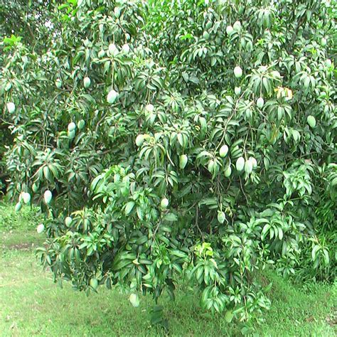 Mango Dasheri(Grafted) - Fruit Plants & Tree– Exotic Flora