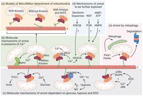 Biomolecules | Special Issue : Molecular Functions of Microtubules