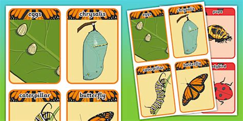 Insect Stages Word Cards (teacher made) - Twinkl