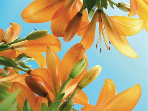 Image result for Spring Definition