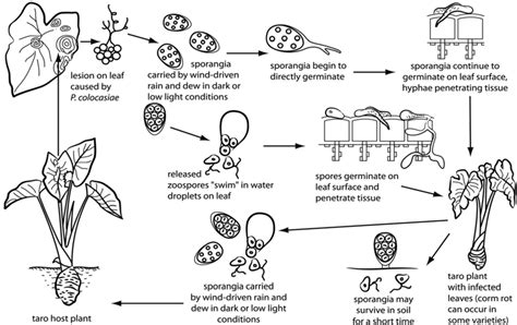Taro Leaf Blight—A Threat to Food Security