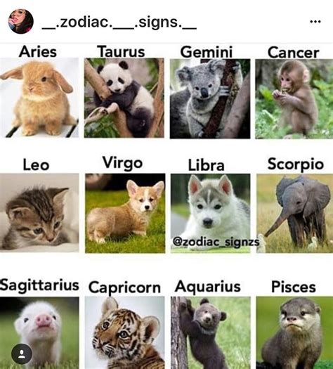 What Animal Is Gemini Zodiac Sign