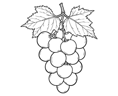 Images de Grappe raisin dessin – Téléchargement gratuit sur Freepik