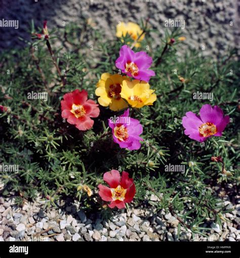 Moss-rose Purslane or Moss-rose (Portulaca grandiflora), Portulacaceae ...