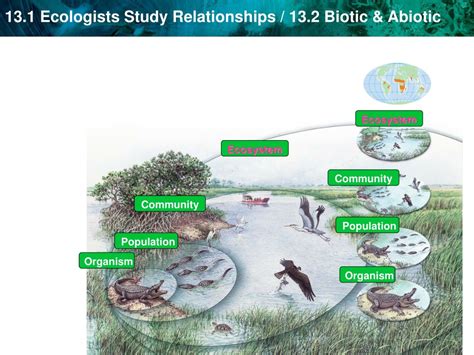 PPT - Exploring Community Ecology: Understanding Interactions in ...