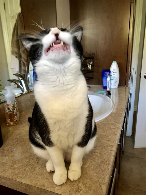 She came in to sneeze on my face while I was pooping then left : r ...