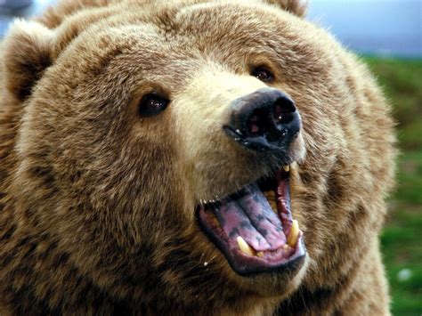 IMAGENES ANIMALES EN ALTA DEFINICION: IMAGEN OSO PARDO CONTENTO