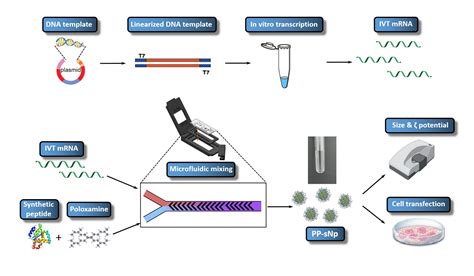 Efficient Transfection of In vitro Transcribed mRNA in Cultured Cells ...