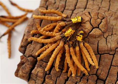 Caterpillar Fungus – The Global Circulation of Chinese Materia Medica ...