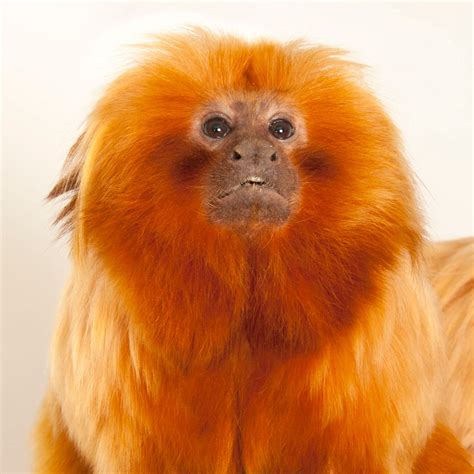 Golden Lion Tamarin | National Geographic