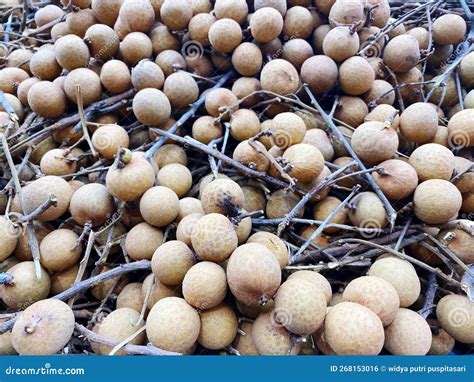 Longan Fruits stock photo. Image of kelengkeng, chewy - 268153016
