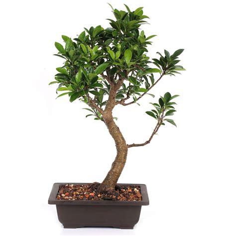 Bonsai Microcarpa Ficus – Mature Indoor Bonsai Tree